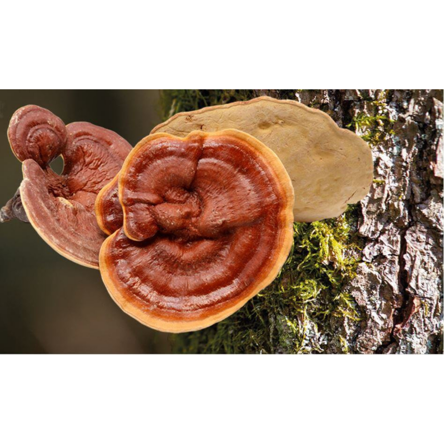 Bio-Ling Zhi / Reishi Vita 300 Kapseln "Glänzender Lackporling im Vorratsbeutel